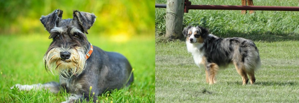 Toy Australian Shepherd vs Schnauzer - Breed Comparison