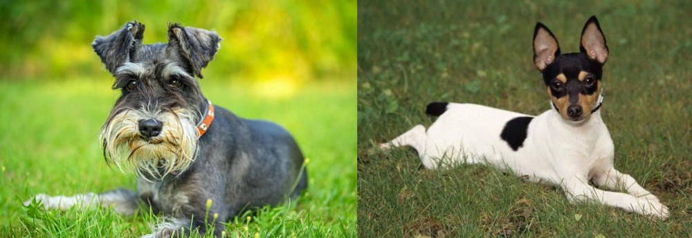 Toy Fox Terrier vs Schnauzer - Breed Comparison