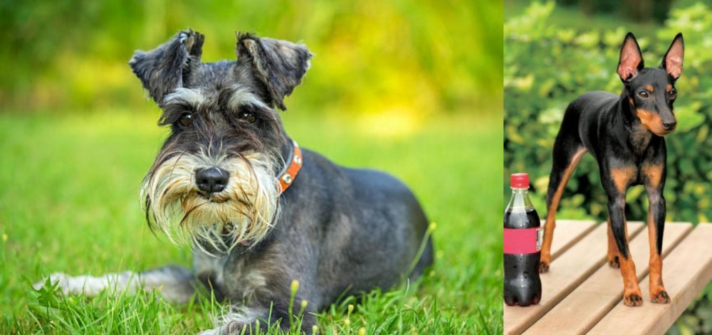 Toy Manchester Terrier vs Schnauzer - Breed Comparison