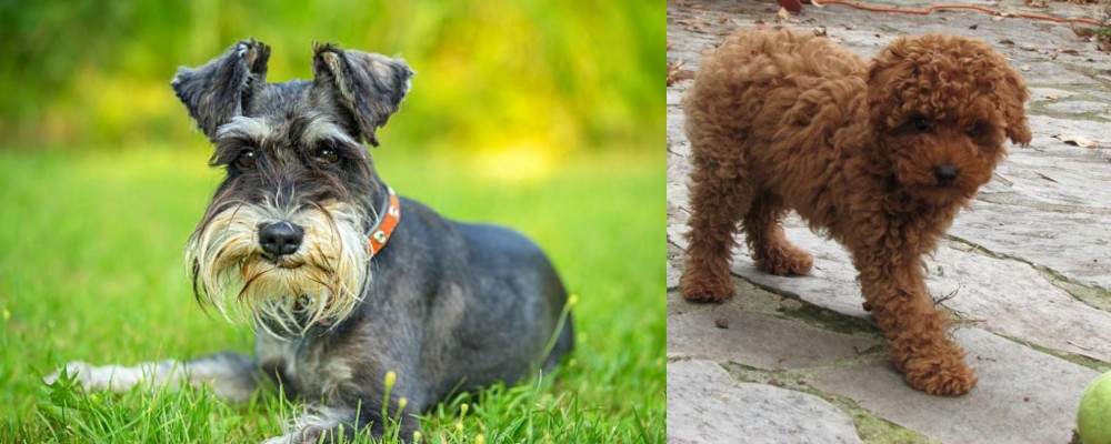 Toy Poodle vs Schnauzer - Breed Comparison