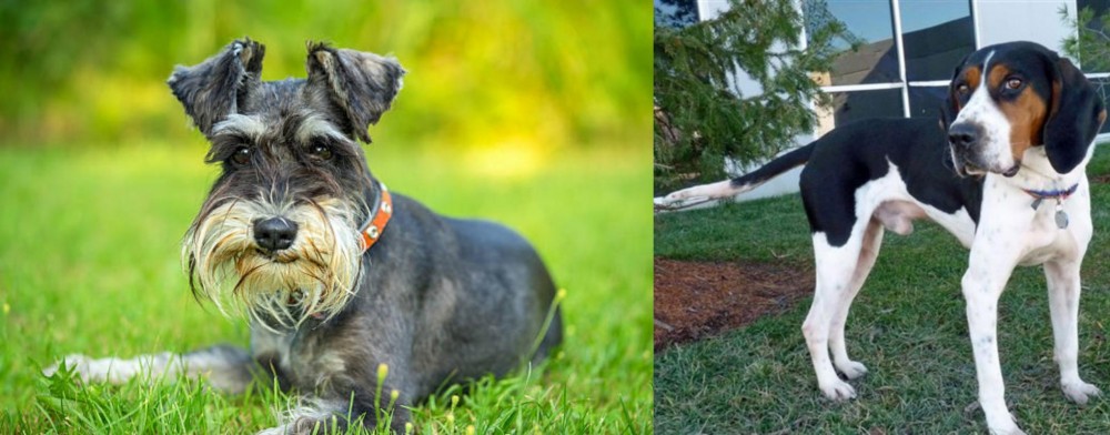 Treeing Walker Coonhound vs Schnauzer - Breed Comparison