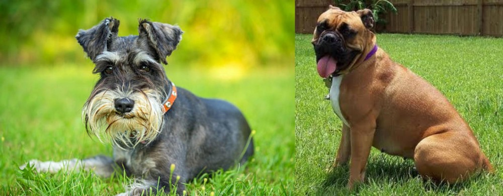 Valley Bulldog vs Schnauzer - Breed Comparison