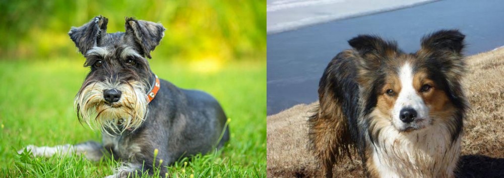 Welsh Sheepdog vs Schnauzer - Breed Comparison