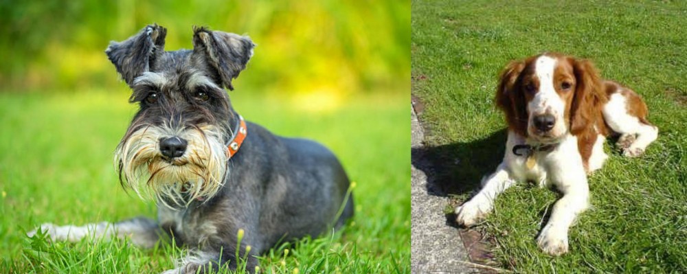 Welsh Springer Spaniel vs Schnauzer - Breed Comparison