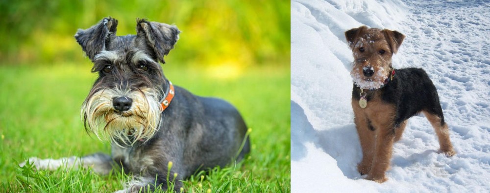Welsh Terrier vs Schnauzer - Breed Comparison