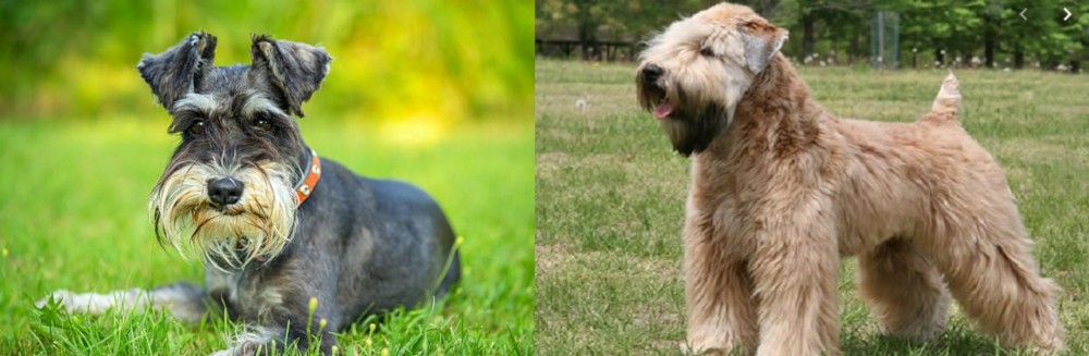 Wheaten Terrier vs Schnauzer - Breed Comparison