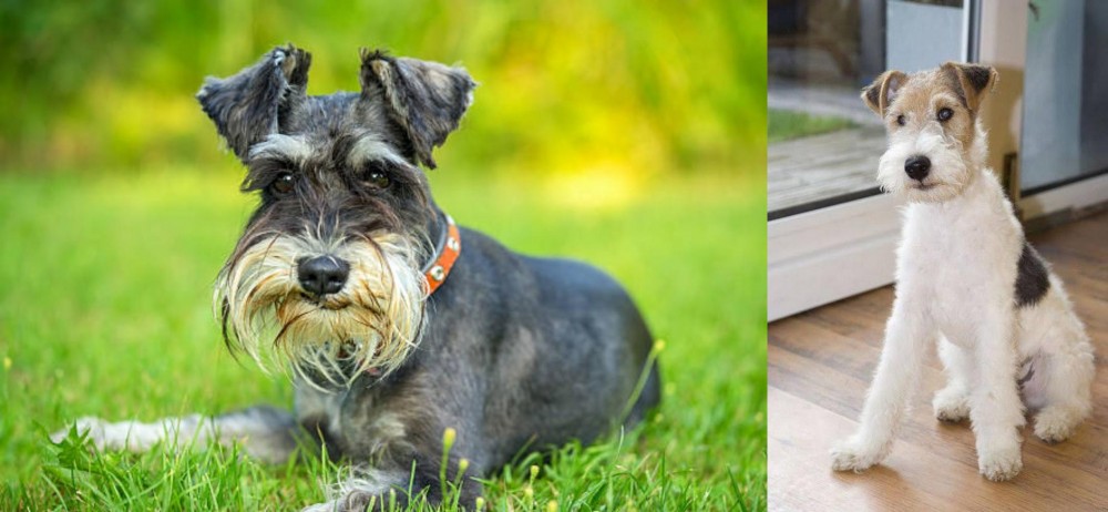 Wire Fox Terrier vs Schnauzer - Breed Comparison