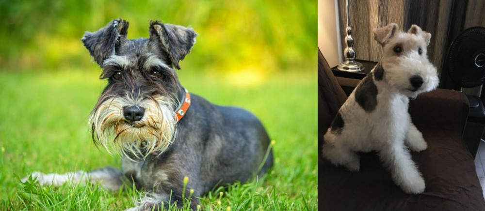 Wire Haired Fox Terrier vs Schnauzer - Breed Comparison
