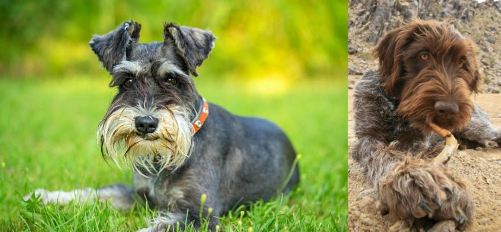 Wirehaired Pointing Griffon vs Schnauzer - Breed Comparison