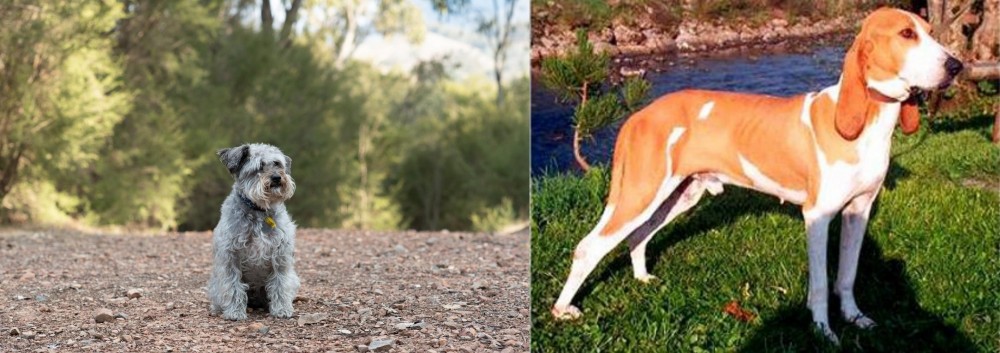 Schweizer Laufhund vs Schnoodle - Breed Comparison