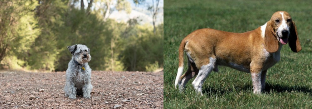 Schweizer Niederlaufhund vs Schnoodle - Breed Comparison