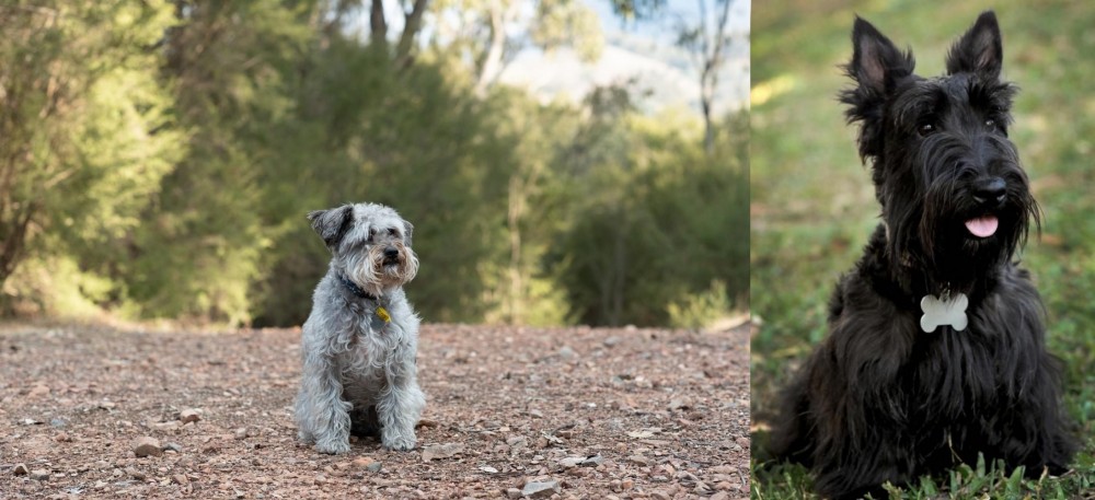 Scoland Terrier vs Schnoodle - Breed Comparison