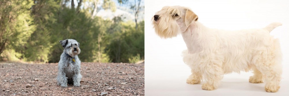 Sealyham Terrier vs Schnoodle - Breed Comparison