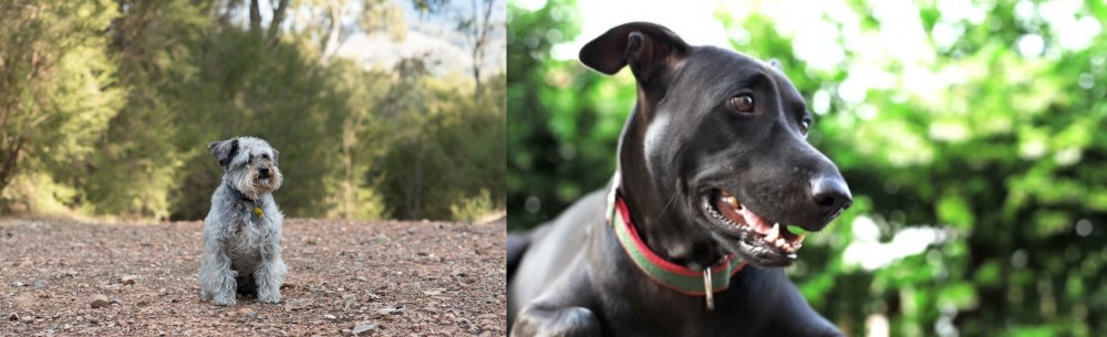 Shepard Labrador vs Schnoodle - Breed Comparison
