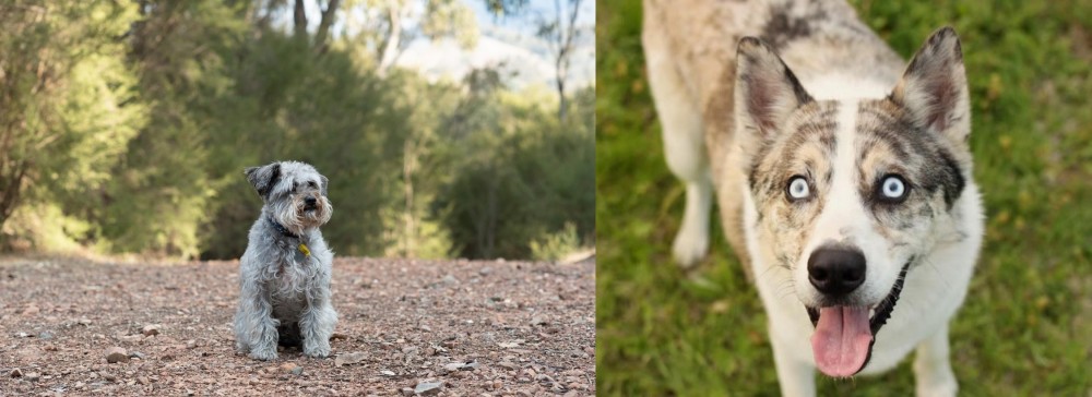 Shepherd Husky vs Schnoodle - Breed Comparison