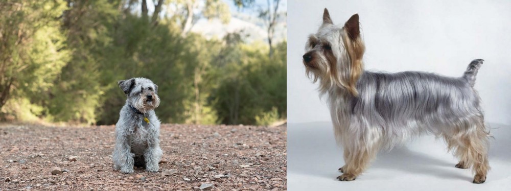 Silky Terrier vs Schnoodle - Breed Comparison
