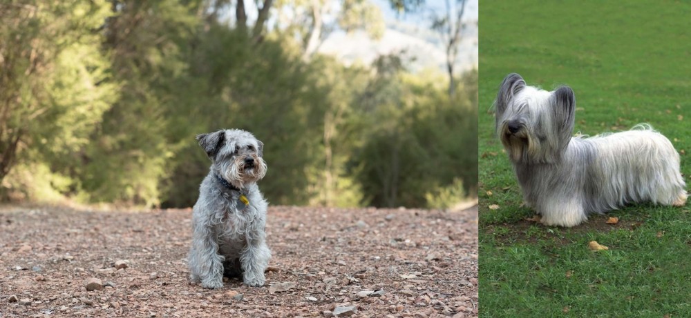 Skye Terrier vs Schnoodle - Breed Comparison