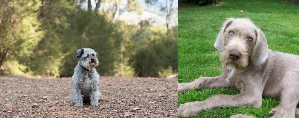 Slovakian Rough Haired Pointer vs Schnoodle - Breed Comparison