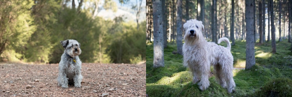 Soft-Coated Wheaten Terrier vs Schnoodle - Breed Comparison