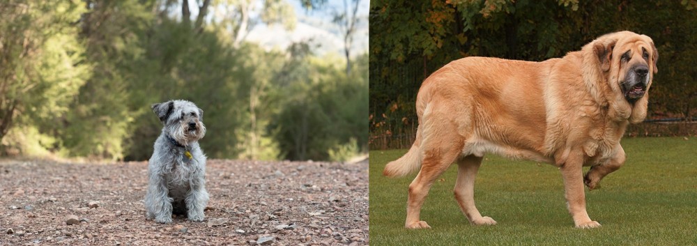 Spanish Mastiff vs Schnoodle - Breed Comparison