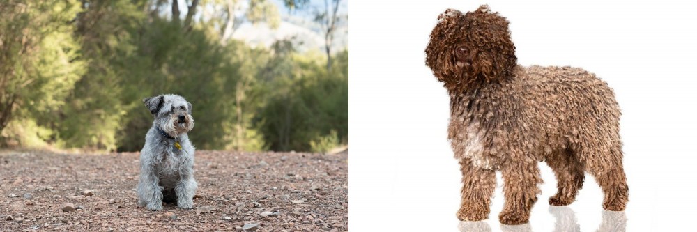 Spanish Water Dog vs Schnoodle - Breed Comparison