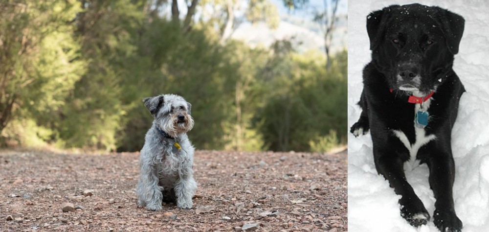 St. John's Water Dog vs Schnoodle - Breed Comparison