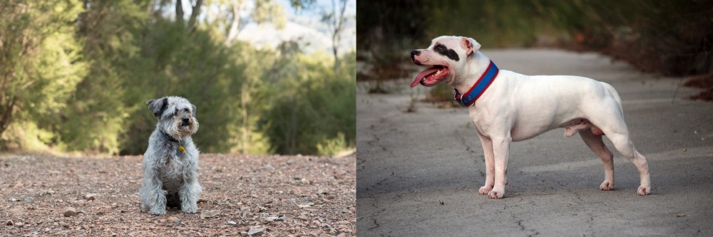 Staffordshire Bull Terrier vs Schnoodle - Breed Comparison