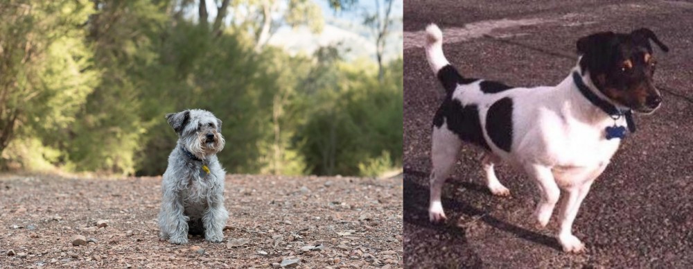Teddy Roosevelt Terrier vs Schnoodle - Breed Comparison