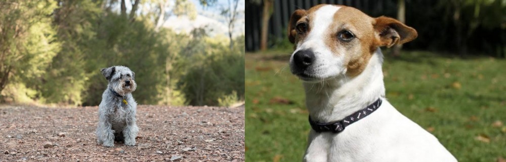 Tenterfield Terrier vs Schnoodle - Breed Comparison