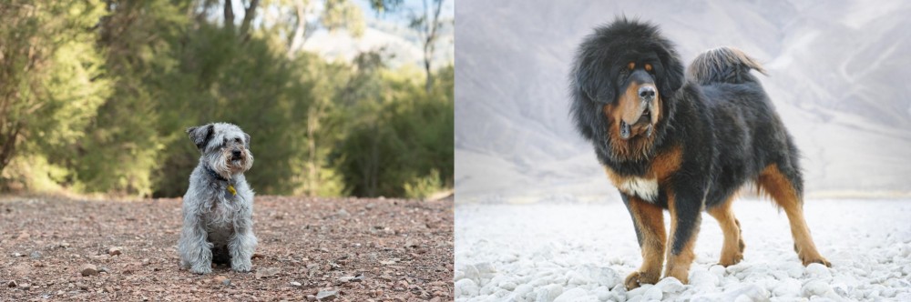 Tibetan Mastiff vs Schnoodle - Breed Comparison