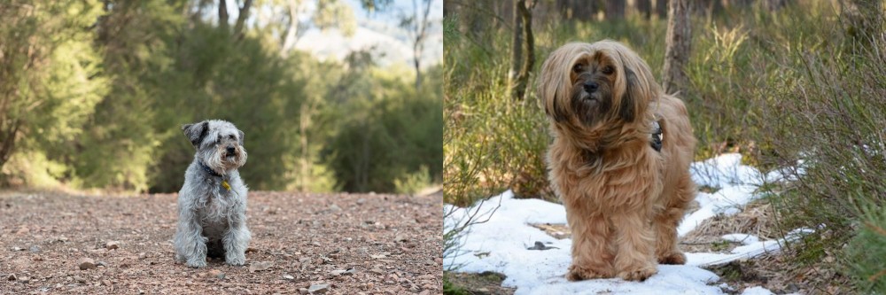Tibetan Terrier vs Schnoodle - Breed Comparison