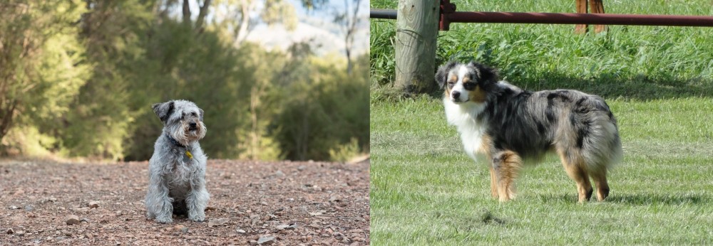 Toy Australian Shepherd vs Schnoodle - Breed Comparison