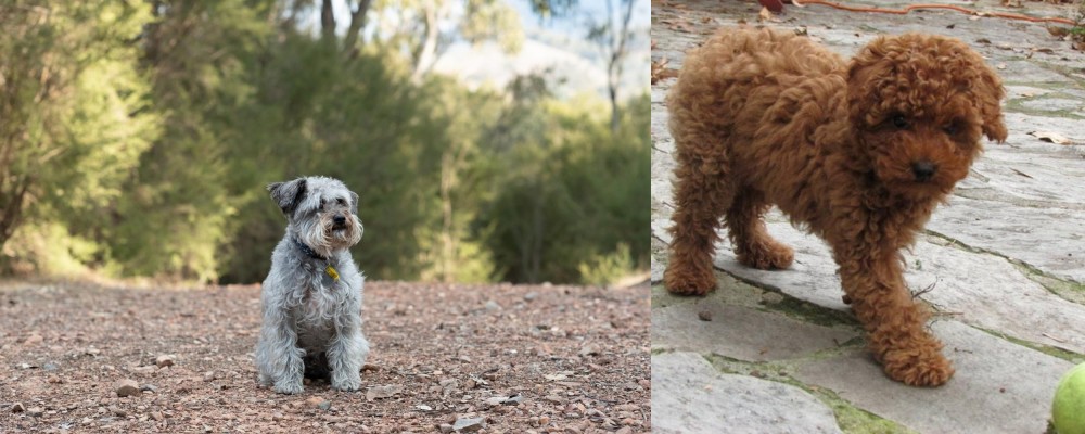 Toy Poodle vs Schnoodle - Breed Comparison
