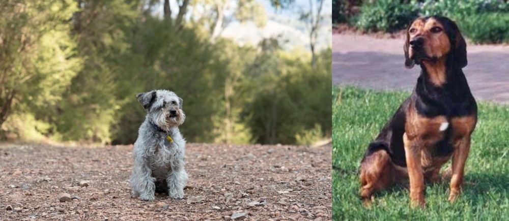 Tyrolean Hound vs Schnoodle - Breed Comparison