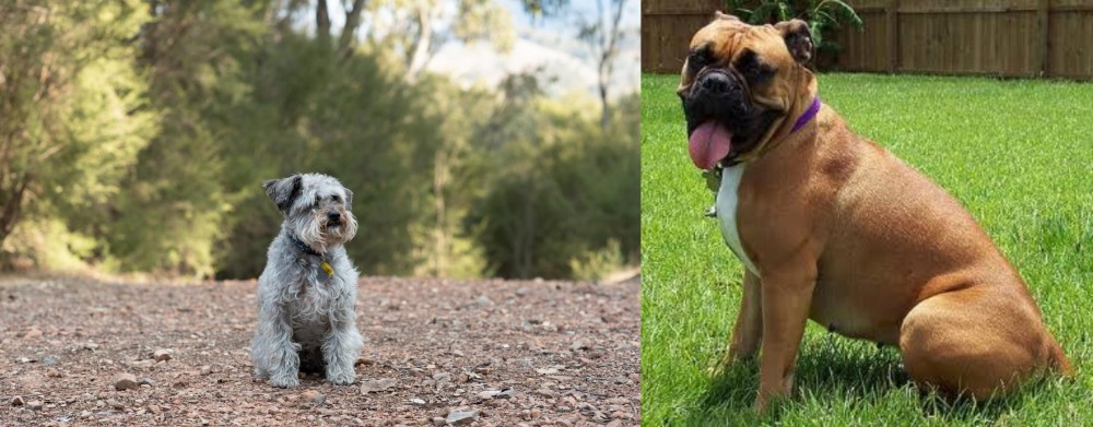 Valley Bulldog vs Schnoodle - Breed Comparison