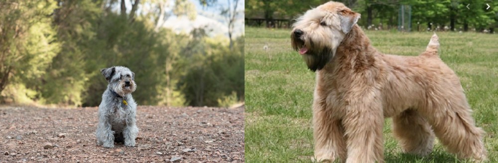 Wheaten Terrier vs Schnoodle - Breed Comparison