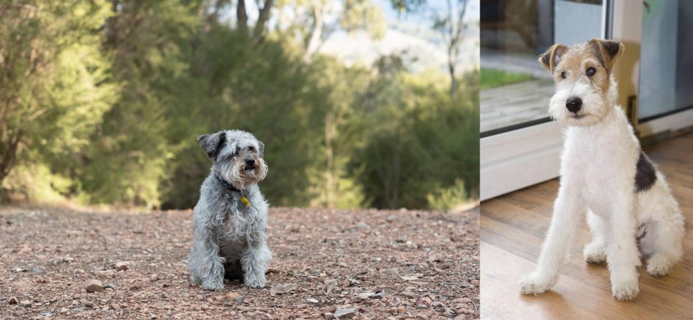 Wire Fox Terrier vs Schnoodle - Breed Comparison
