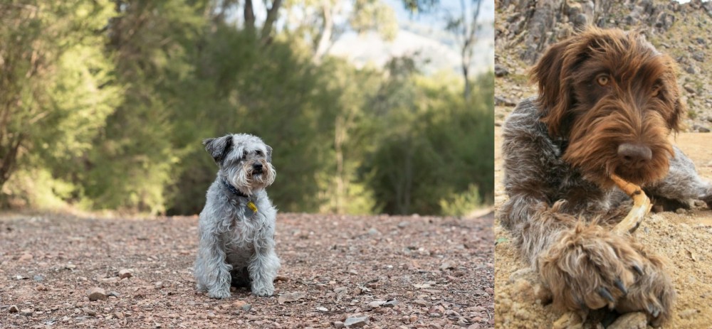 Wirehaired Pointing Griffon vs Schnoodle - Breed Comparison