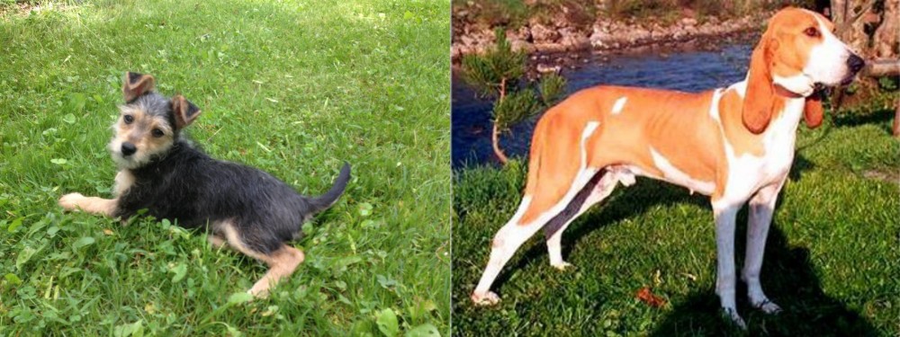 Schweizer Laufhund vs Schnorkie - Breed Comparison