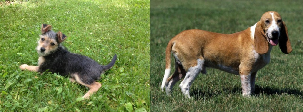 Schweizer Niederlaufhund vs Schnorkie - Breed Comparison