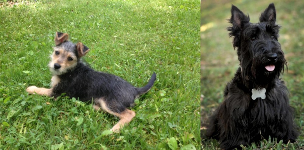 Scoland Terrier vs Schnorkie - Breed Comparison