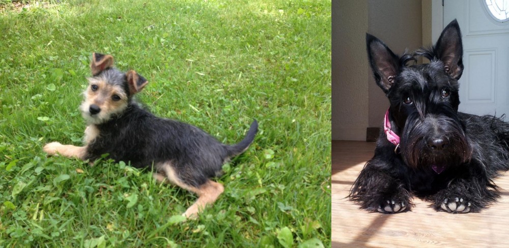 Scottish Terrier vs Schnorkie - Breed Comparison