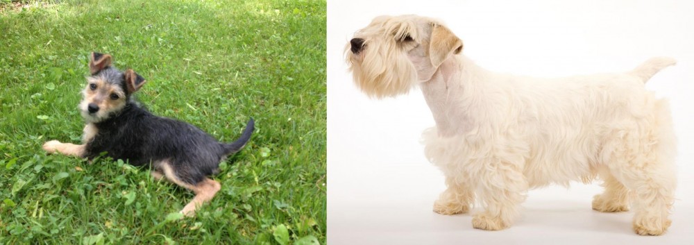 Sealyham Terrier vs Schnorkie - Breed Comparison