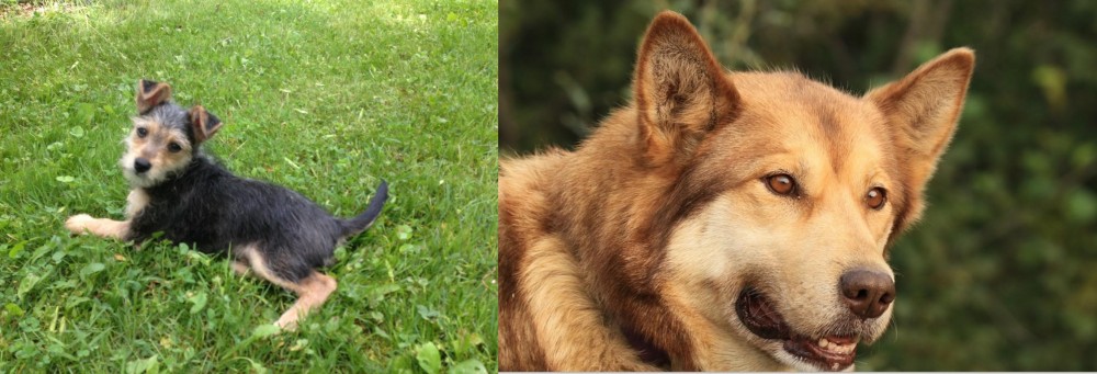 Seppala Siberian Sleddog vs Schnorkie - Breed Comparison