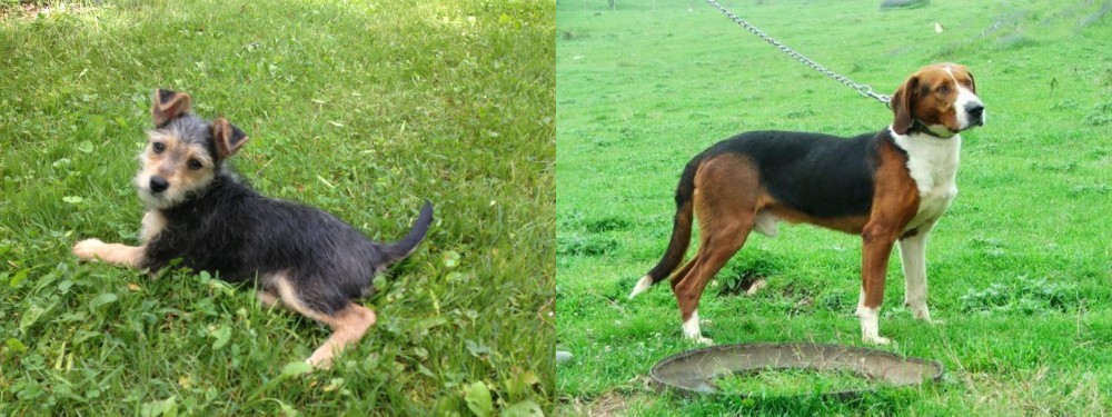 Serbian Tricolour Hound vs Schnorkie - Breed Comparison