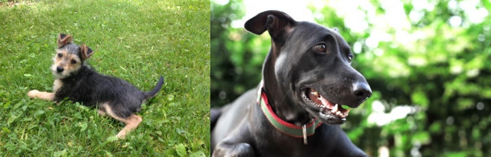 Shepard Labrador vs Schnorkie - Breed Comparison
