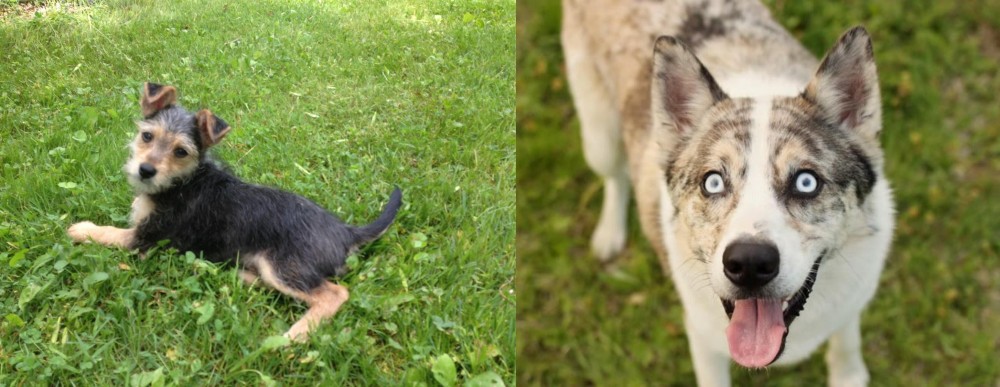 Shepherd Husky vs Schnorkie - Breed Comparison