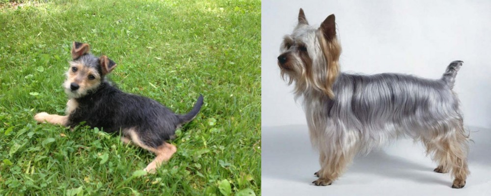 Silky Terrier vs Schnorkie - Breed Comparison