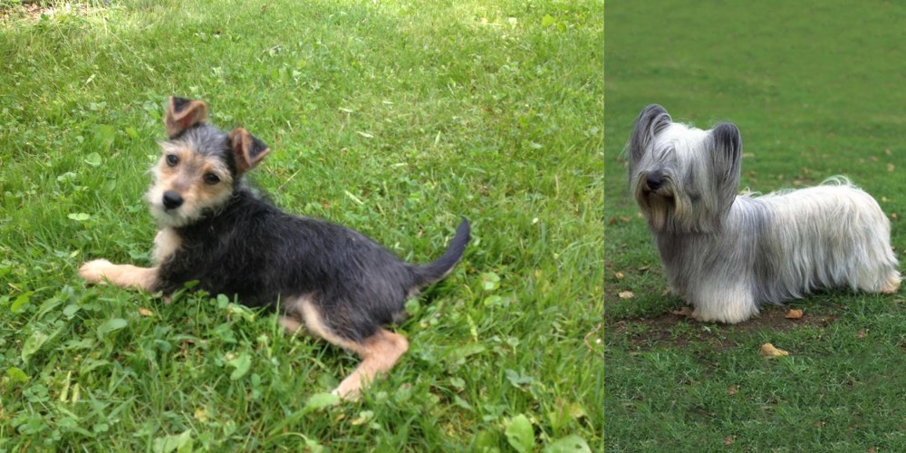 Skye Terrier vs Schnorkie - Breed Comparison