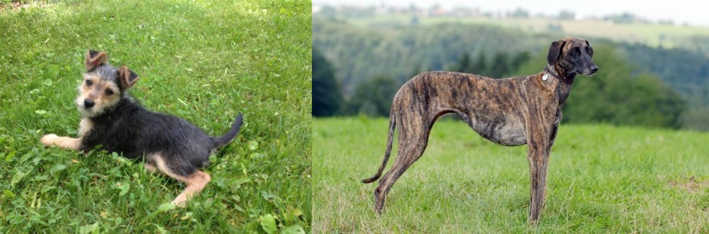 Sloughi vs Schnorkie - Breed Comparison